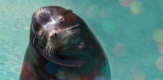 バンクーバー水族館にサンタダイバーがやってきた! バンクーバー水族館でクリスマスイベント。Photo courtesy of Vancouver Aquarium