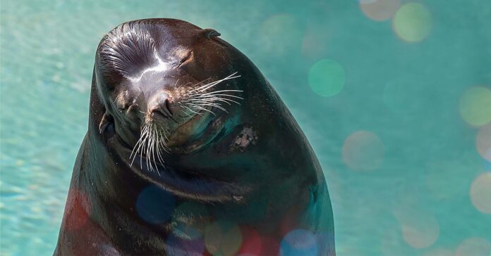 バンクーバー水族館でクリスマスイベント。Photo courtesy of Vancouver Aquarium