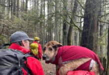 マウントシーモアで犬とハイカーらを救助 ボランティアがアーチ―君を抱えて下山した。Photo provided by North Shore Rescue