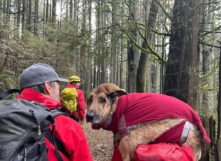 マウントシーモアで犬とハイカーらを救助 ボランティアがアーチ―君を抱えて下山した。Photo provided by North Shore Rescue