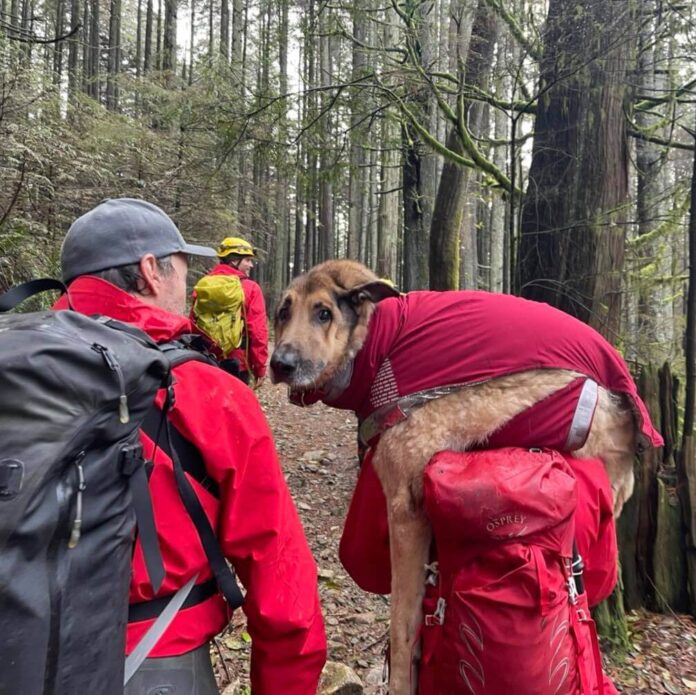 ボランティアがアーチ―君を抱えて下山した。Photo provided by North Shore Rescue