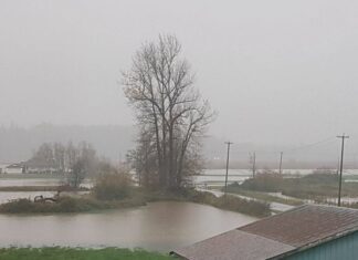 BC州の洪水で、約500頭の牛が死亡 アボツフォードでは広範囲で冠水している。©the Vancouver Shinpo