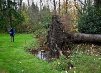 熱波、竜巻、洪水など異常気象はニューノーマル?竜巻から身を守る University Golf Courseで根こそぎ倒れた大木。Photo courtesy of Mrs. Akiko Matsumoto
