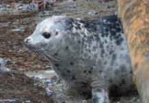海洋生物保護センター、今年最後のアザラシ5頭を海へ 海に向かうスクランブルエッグ。Photo courtesy of Marine Mammal Rescue Centre