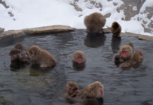 スノーモンキーを見に、冬の長野へ 温泉につかるニホンザル、スノーモンキー。Photo by Laurel H.