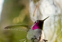 ハチドリを寒さから救う 冬見かけるのはアンナハチドリ。Photo courtesy of Manto Artworks