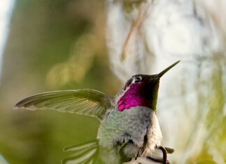 ハチドリを寒さから救う 冬見かけるのはアンナハチドリ。Photo courtesy of Manto Artworks