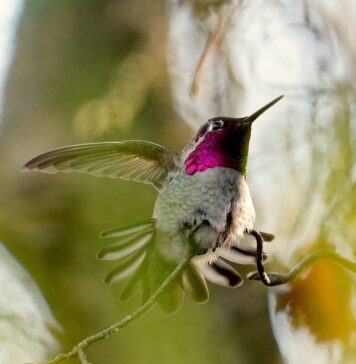 ハチドリを寒さから救う 冬見かけるのはアンナハチドリ。Photo courtesy of Manto Artworks