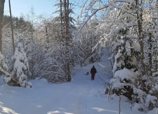 大雪のバンクーバー、休校相次ぐ 大雪に見舞われたBC州沿岸部。©The Vancouver Shinpo