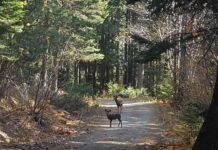 シカからヒトへのコロナ感染初確認か シカからヒトに新型コロナウイルスが感染したかもしれないという。©The Vancouver Shinpo