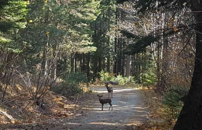 シカからヒトに新型コロナウイルスが感染したかもしれないという。©The Vancouver Shinpo