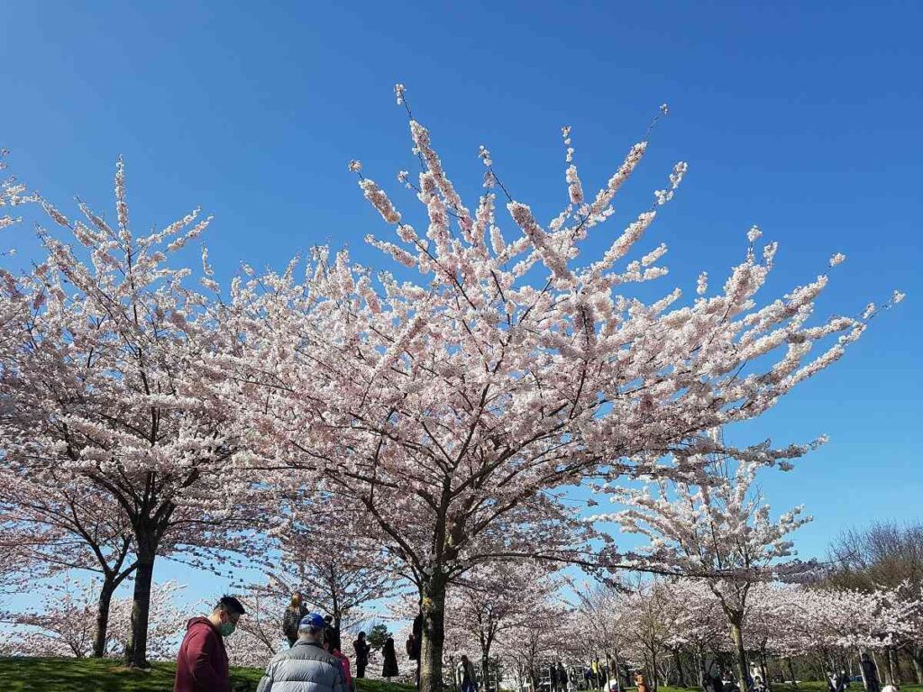 ギャリーポイントパークでは、和歌山県人会が創立35周年を記念して、2000年から桜の植樹を開始した。Photo by Keiko Nishikawa