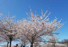 春到来、バンクーバーの桜 ギャリーポイントパークでは、和歌山県人会が創立35周年を記念して、2000年から桜の植樹を開始した。Photo by Keiko Nishikawa