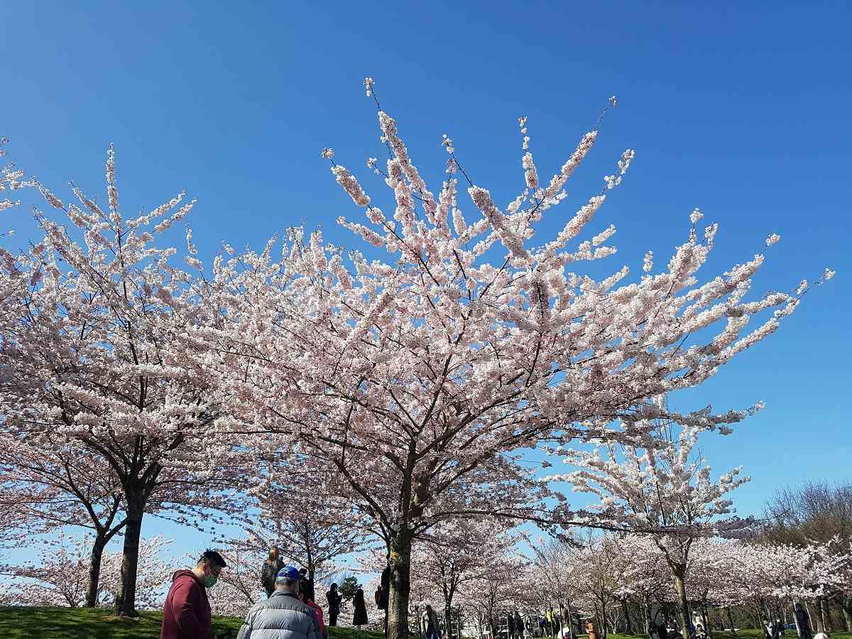 春到来、バンクーバーの桜 ギャリーポイントパークでは、和歌山県人会が創立35周年を記念して、2000年から桜の植樹を開始した。Photo by Keiko Nishikawa