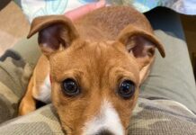 コキットラムで散歩中の子犬が薬物中毒に 子犬が公園で散歩をしていて薬物被害に。Photo from Royal Canadian Mounted Police website