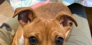 コキットラムで散歩中の子犬が薬物中毒に 子犬が公園で散歩をしていて薬物被害に。Photo from Royal Canadian Mounted Police website