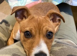 コキットラムで散歩中の子犬が薬物中毒に 子犬が公園で散歩をしていて薬物被害に。Photo from Royal Canadian Mounted Police website