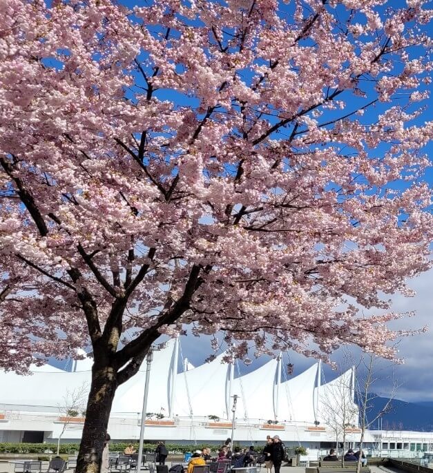 ウォーターフロントからコールハーバーにかけての桜は開花が早い。Photo by Keiko Nishikawa