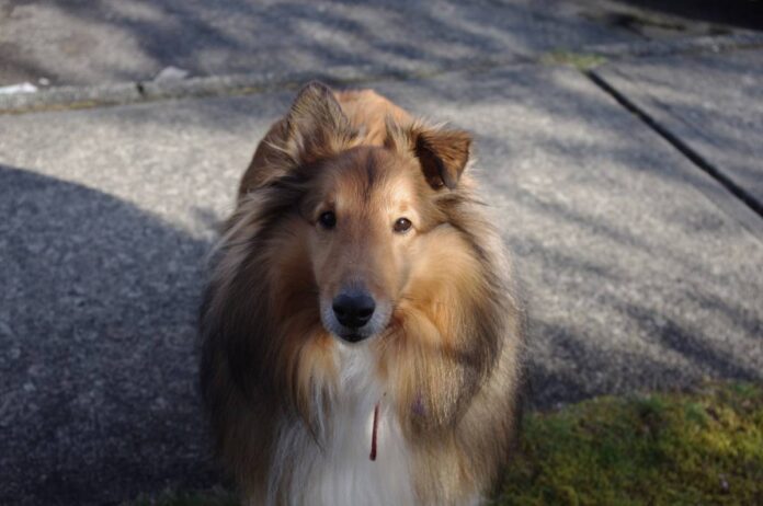 犬にチョコは危険なので気を付けて！Photo by Keiko Nishikawa