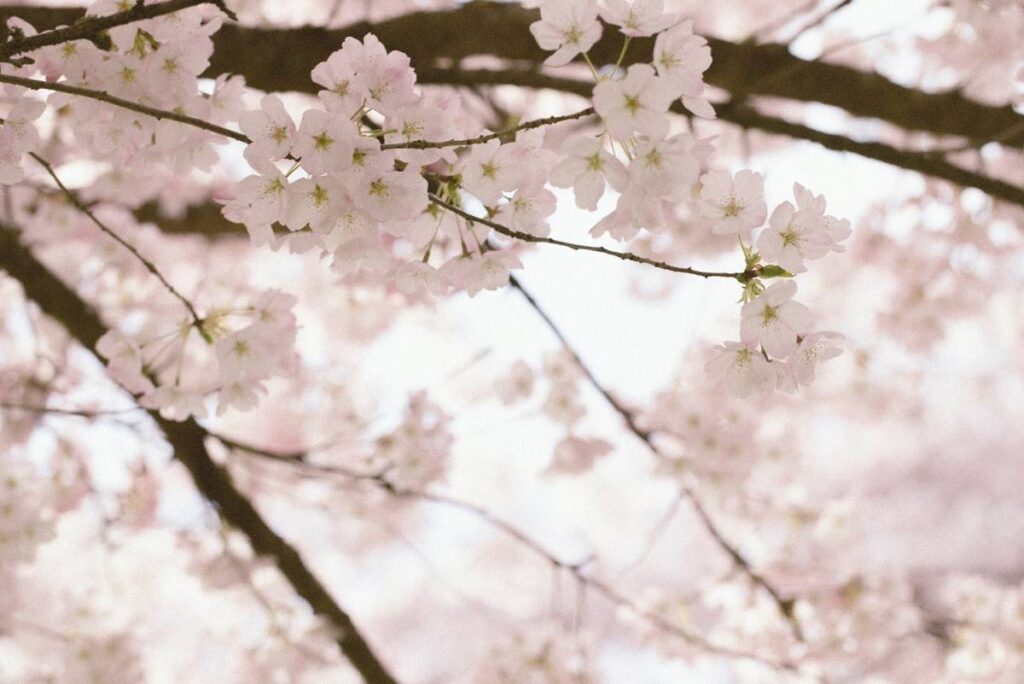 見上げれば桜のトンネル。Photo courtesy of Noriko Tidball