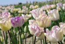 カラフルな花の絨毯チリワック・チューリップフェスティバル 春を告げるチューリップ。Photo by Keiko Nishikawa