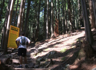 グラウスグラインド、今シーズンがオープン 森林の中にあるハイキングコース、グラウスグラインド。Photo by Vancouver Shinpo