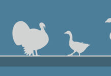 バンクーバー島で鳥インフルエンザ発生 鳥インフルエンザに注意。Photo from the Canadian Food Inspection Agency Website