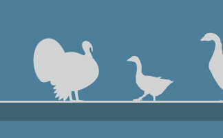 バンクーバー島で鳥インフルエンザ発生 鳥インフルエンザに注意。Photo from the Canadian Food Inspection Agency Website