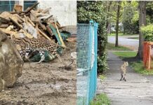 バンクーバー高級住宅街にクーガー出現?! Photo from BC Conservation Officer Service Twitter