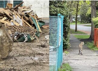 バンクーバー高級住宅街にクーガー出現?! Photo from BC Conservation Officer Service Twitter