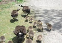 バーナビーレイクにかわいいカナダグースの赤ちゃんを見に行こう カナダグースの親子。Photo by Keiko Nishikawa