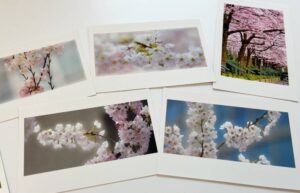 さくらにフォーカスした「Cherry Blossoms」5枚セット。Photo by The Van-couver Shinpo