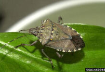 スティンク・バグ、BC一部地域に広がる Brown marmorated stink bug; Photo from The Government of B.C. website