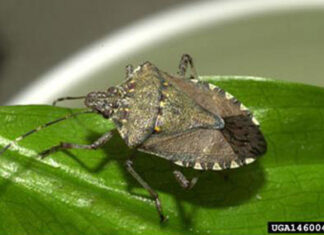 スティンク・バグ、BC一部地域に広がる Brown marmorated stink bug; Photo from The Government of B.C. website