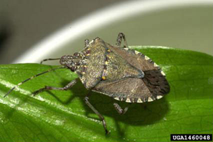 Brown marmorated stink bug; Photo from The Government of B.C. website