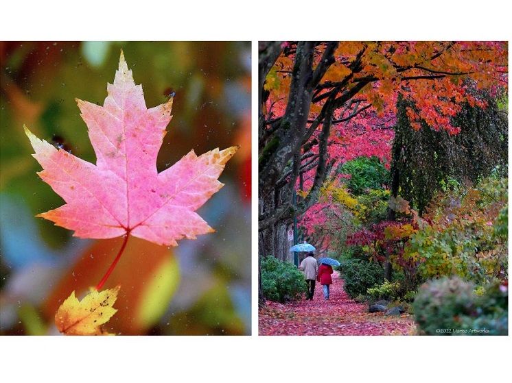 "Treasure on Water & Couple with Fall Foliage in Vancouver 2022" by Manto Artworks 2022