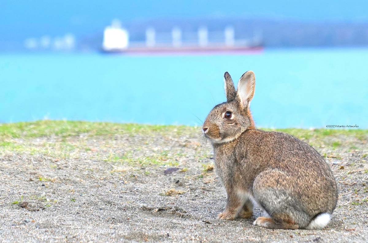 “Happy 2023 New Year! We hope you spread joy and happiness everyplace you go...“ -The Year of the Rabbit; Photo by ©2023 Manto Artworks