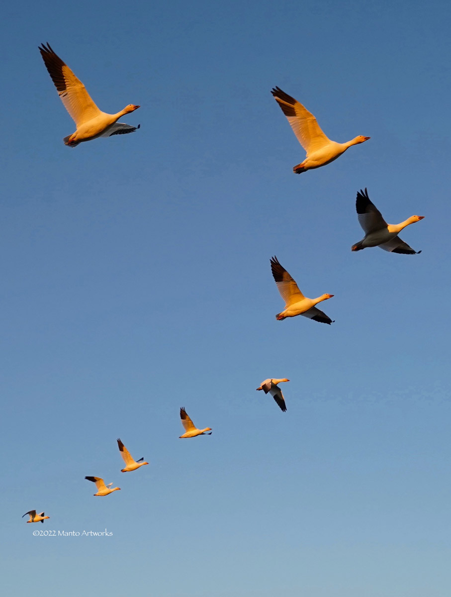 Snow Geese in Vancouver; Photo by ©2023 Manto Artworks