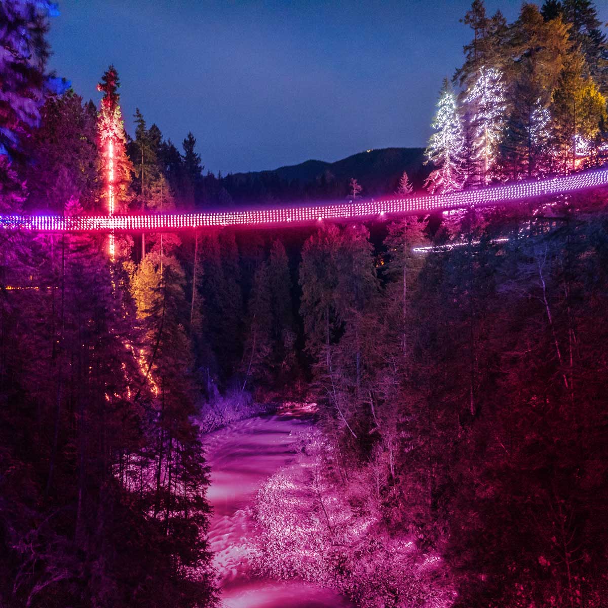 つり橋と一緒に、キャピラノ渓谷もバレンタイン・ライトアップ。Photo by ©Capilano Suspension Bridge Park