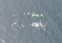 トイレットペーパーの有害物質、シャチの体内で発見される Southern Resident killer whales swimming. Credit: Paul Cottrell/DFO