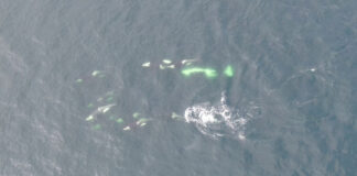 トイレットペーパーの有害物質、シャチの体内で発見される Southern Resident killer whales swimming. Credit: Paul Cottrell/DFO