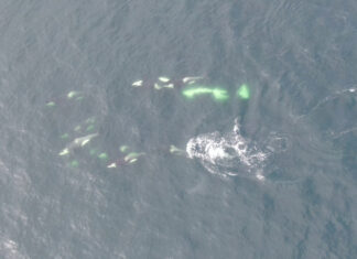 トイレットペーパーの有害物質、シャチの体内で発見される Southern Resident killer whales swimming. Credit: Paul Cottrell/DFO