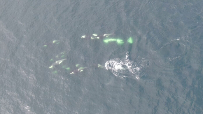 Southern Resident killer whales swimming. Credit: Paul Cottrell/DFO