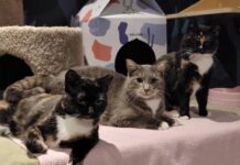 閉店危機のキャットカフェに10万ドル以上の支援金集まる Photo from Catoro Cafe twitter