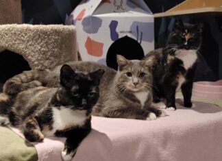 閉店危機のキャットカフェに10万ドル以上の支援金集まる Photo from Catoro Cafe twitter