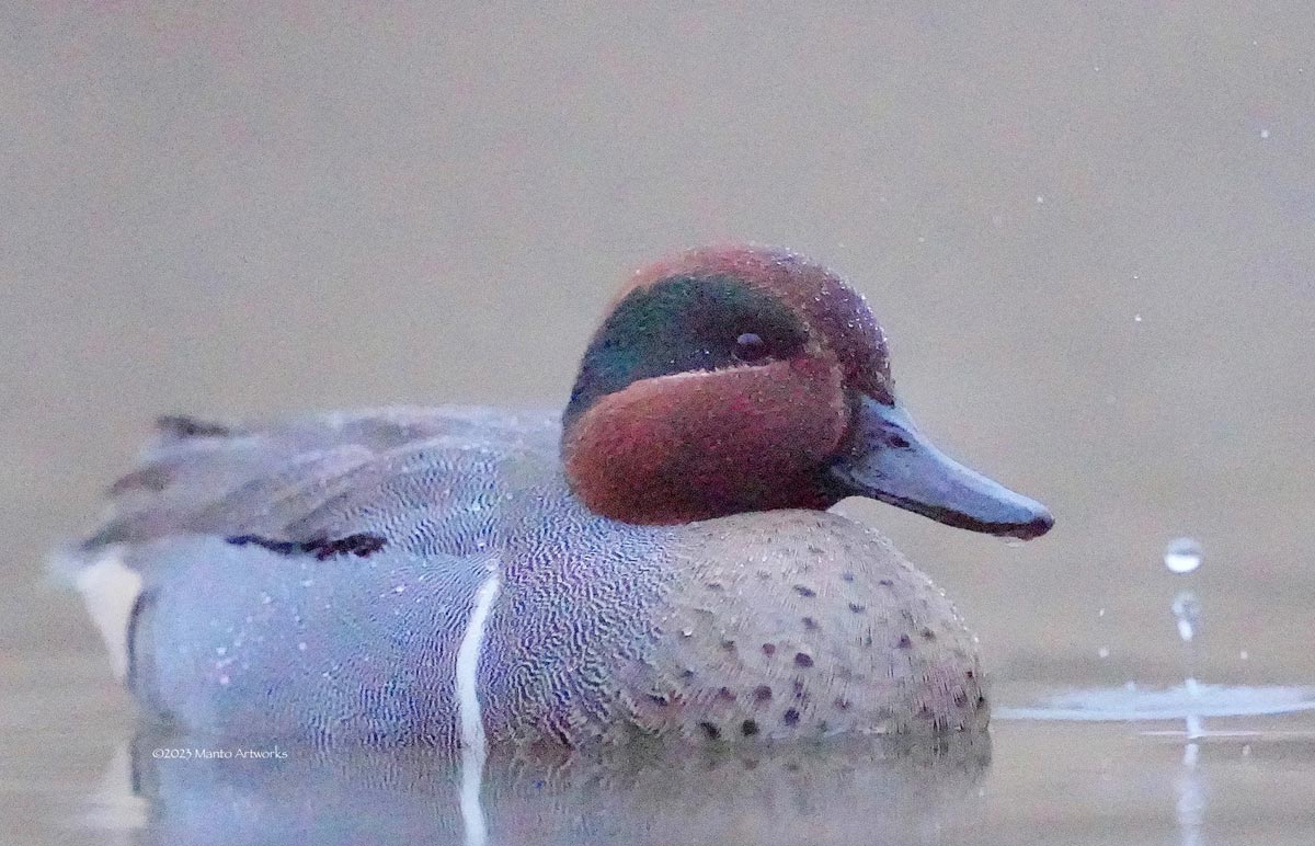 Sunrise Today @ 7:12 am in Vancouver ... Green-winged Teal; Photo by ©2023 Manto Artworks