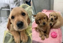 新型コロナの影響、BCSPCAがゴールデンリトリバー21匹を引き取り Photo From BCSPCA website