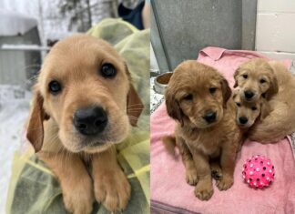 新型コロナの影響、BCSPCAがゴールデンリトリバー21匹を引き取り Photo From BCSPCA website