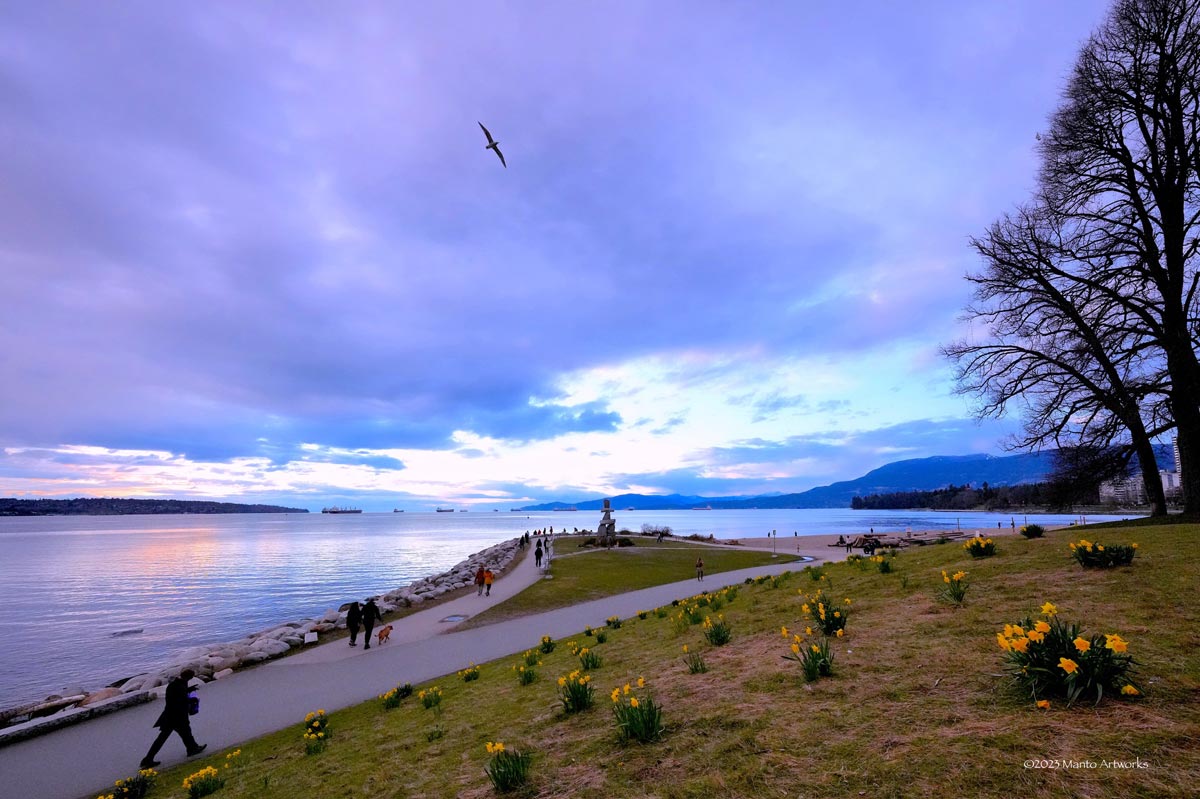 Seagull in English bay, Photo by ©Manto Artworks