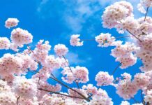 Vancouver Cherry Blossom Festival 2023、4月1日から開幕! バンクーバーで見られる満開の桜。Photo by Koichi Saito